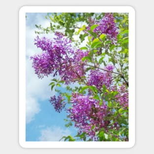 Lilacs on a Sunny Day Sticker